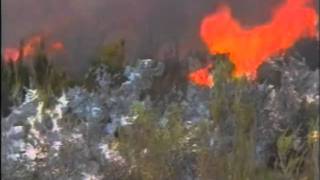 ZERO Fire Systens Bio-For C Test Forrest Fire