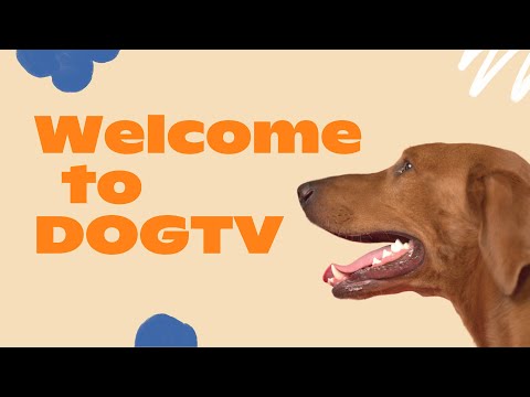 Welcome to DOGTV