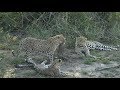 SafariLive Dec 22 - Three Leopards!  Tingana, Shadow and cub!