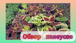 Обзор колеусов 25 января