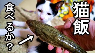 猫は鯒コチを食べるのか！【猫飯テロ・音フェチ専用】