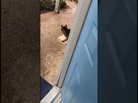 Condo Kitty