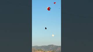 Kite Pakar li | Funny Kite Looting | Basant 2026 Looting #patang