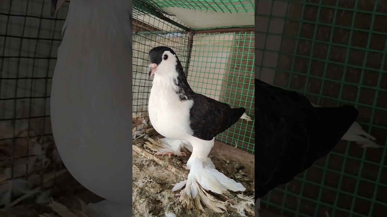 Siraji Pigeon