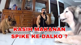 SPIKE GA MAU MAKAN? Panggil aja .....