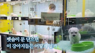 펫숍이 폐업하면, 남은 강아지들은 어떻게 될까 | 폐업폣숍 EP.1 by 개st하우스 - 사연 있는 유기동물 채널 170,364 views 6 months ago 8 minutes, 40 seconds