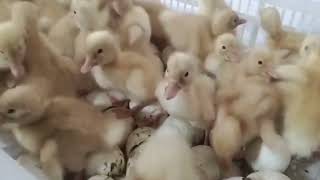 white Peking duck 🦆 for sale one day old chicks available 8103145060 HINDUSTAN POULTRY FARM