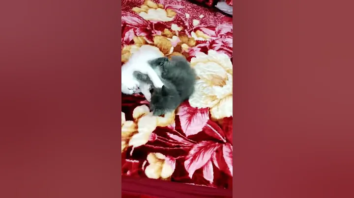 Watch the video about WWE Cat Funny Video | Cat Fight | Cat vs Cat WWE Wrestling | Cat Fight WWE Commentary