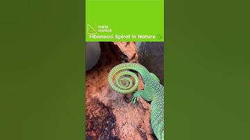 Fibonacci Spiral in Nature 🦎😯😍 #shorts #fibonacci #mathematics #chameleon