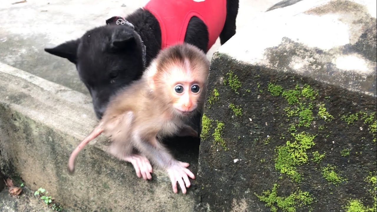 Baby Monkey and Dad Morning | Baby monkey and puppies relax | MAOCAU FAMILY