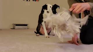 Enrichment Essentials: Mop Head Puzzle by J-R Companion Dog Training 43 views 6 months ago 1 minute, 59 seconds
