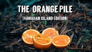 What Happens when you Leave ORANGES in the Forest in Hawaii? Let's find out!