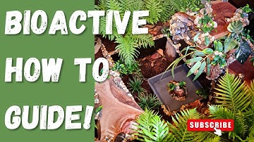 How to setup a bioactive enclosure: Step-by-step guide!