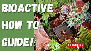 How to setup a bioactive enclosure: Step-by-step guide!