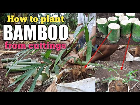 Video: Baboon Flower Care – Paano Magtanim ng Babiana Bulbs Sa Hardin