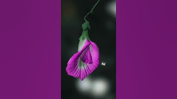 How to Snapseed background blur || lightroom colour retouching photo edit keypad