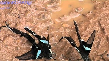 عبدالله العبد اللطيف تلاوة من سورة الانبياء آية 92