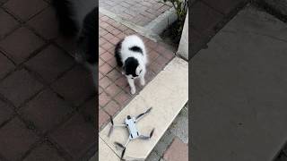 Kedinin drone tepkisi #drone #kedi #dji #djimini4pro #tepki #kedivideoları #dronevideo #komik