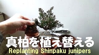 盆栽工房 春嘉 #341 【真柏の植え替え】植え替えはいつも松柏から