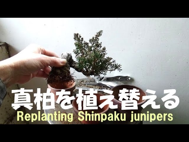 盆栽工房 春嘉 #341 【真柏の植え替え】植え替えはいつも松柏から
