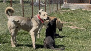 ALFA YÜZÜNDEN BOZO VE DUMAN BİRBİRİNE DÜŞECEK 