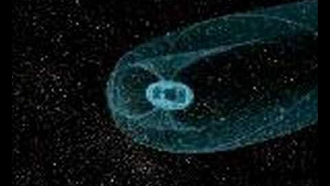 Solar wind, magnetosphere and auroras