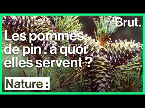 Vidéo: Peut-on manger des graines de pomme de pin ?