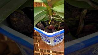 Kondisi bunga anggrek saat ini #garden  #plants #edymarwan