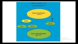 classification of plants, bryophytes general characters and generalized life cycle
