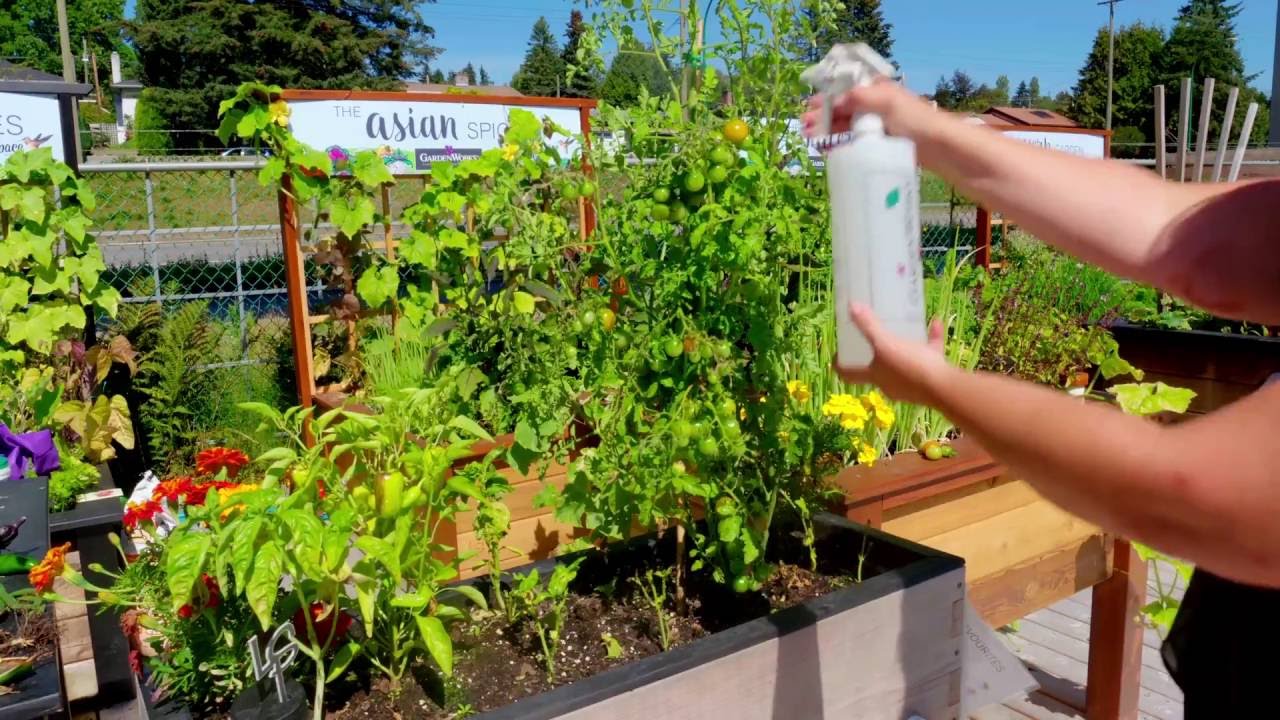 How to Control Tomato Fruitworms YouTube