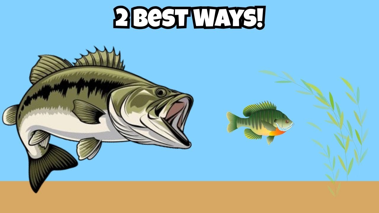How to Catch Bigger Bass in Ponds