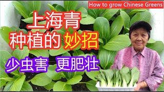 青江菜如何种植 |上海青| 青菜 | 油菜 | 种植的妙招和管理，减少虫害，令它更肥壮，更鲜甜