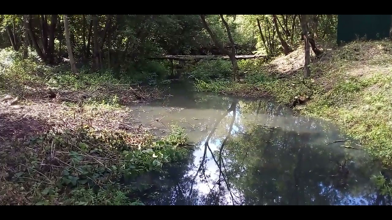 Канал лесные видео