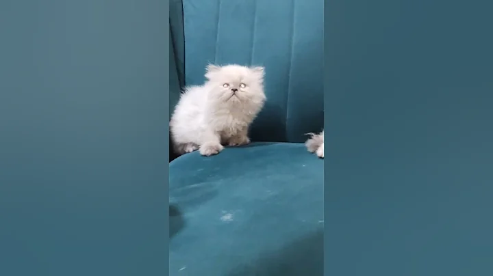 Watch the video about Beautiful persian kittens available contact - 9307859500 #persian #persiancat #pune #persians