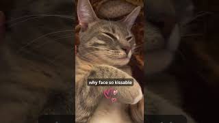 My cat’s kissable cute face #shorts #funny #cat #funnycats