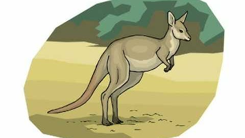 kangaroo.avi
