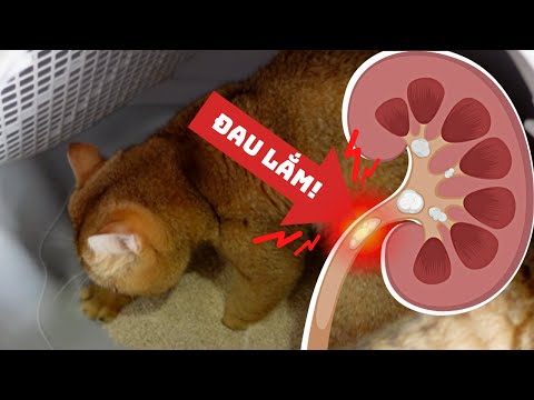 Video: Tắc nghẽn niệu đạo ở mèo
