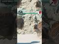 Giganotosaurus vs T-rex REMATCH After 65 Million Years in Jurassic World Evolution 3