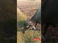 प्राकृतिक पशुपालन #buffalo #natural #nature #naturelovers #viral #yotube #shorts
