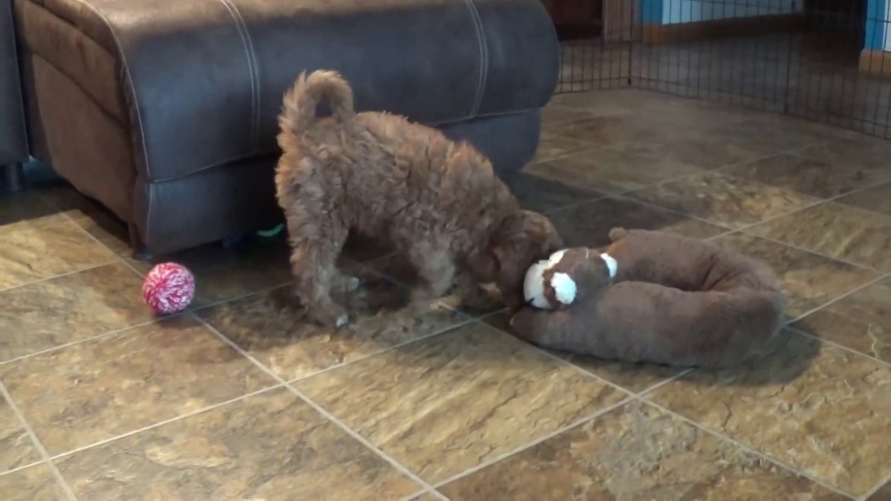 Cathy update doodle معنى