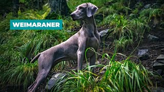 Weimaraner Facts: All about the breed