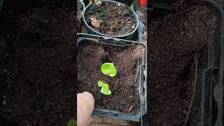 Seedlings in the sunroom,  canna, wing bean, mallow and rice. by old goats garden 61 views 12 days ago 5 minutes, 13 seconds