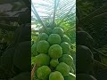 um camaleão no meu quintal comendo a folha do mamão