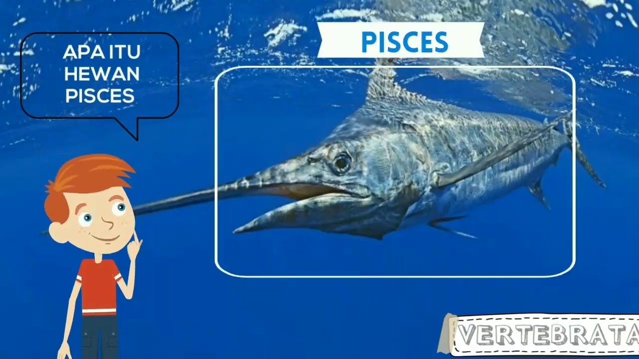 Hewan Vertebrata Youtube