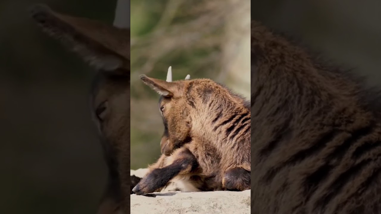 Unveiling the World of Animal Barbaric Brown 🌍🦁