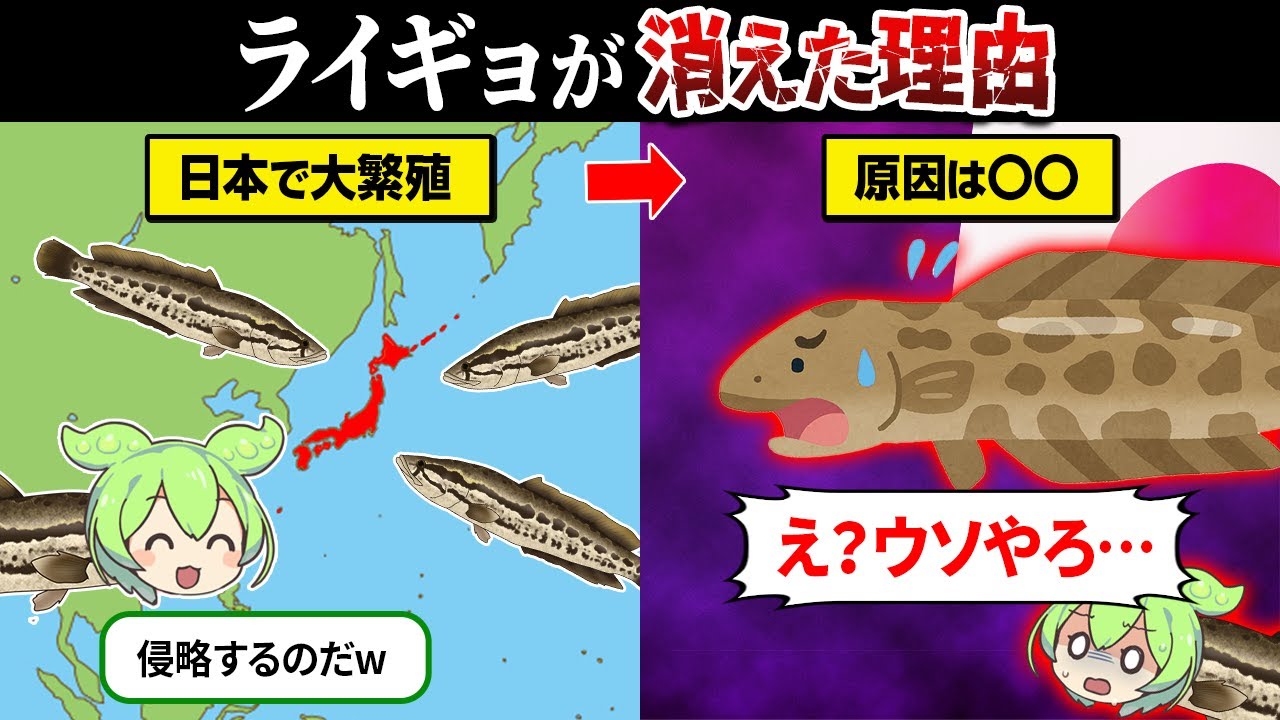 なぜライギョを見なくなったのか？【ずんだもん＆ゆっくり解説】