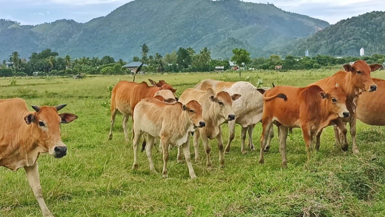 suara sapi lembu berkumpul ramai-ramai turun di ladang sawah ijau untuk ...