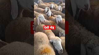 Farming Rearing Goat Farm