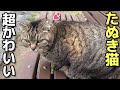 めちゃ甘えん坊なぽっちゃりキジトラたぬき猫ちゃんとベンチでのんびり😸（野良猫•地域猫）🐈