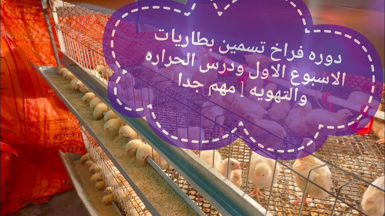 دوره فراخ تسمين بطاريات .. تعليم تربيه البطاريات الاسبوع الاول الحراره والتهويه مهم جدا🙋🏻‍♂️